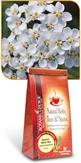 Yarrow Herb Tea by Botanic Choice